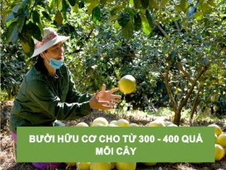 BƯỞI HỮU CƠ CHO TỪ 300 - 400 QUẢ MỖI CÂY