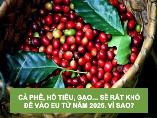 CÀ PHÊ, HỒ TIÊU, GẠO... SẼ RẤT KHÓ ĐỂ VÀO EU TỪ NĂM 2025. VÌ SAO?