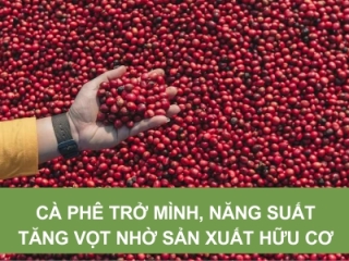 CÀ PHÊ CHUYỂN MÌNH, NĂNG SUẤT TĂNG VỌT NHỜ SẢN XUẤT HỮU CƠ