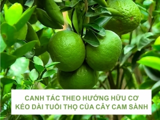 CANH TÁC THEO HƯƠNG HỮU CƠ KÉO DÀI TUỔI THỌ CÂY CAM SÀNH