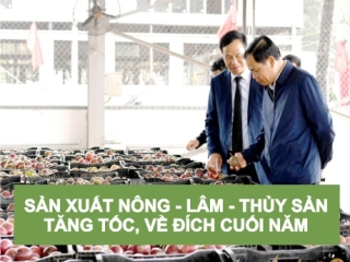 SẢN XUẤT NÔNG LÂM THỦY SẢN "TĂNG TỐC, VỀ ĐÍCH" CUỐI NĂM