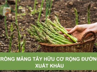 Trồng măng tây xanh hữu cơ, rộng đường xuất khẩu