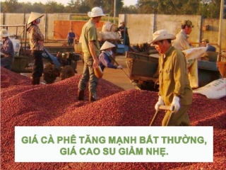 GIÁ CÀ PHÊ TĂNG MẠNH BẤT THƯỜNG, GIÁ CAO SU GIẢM NHẸ