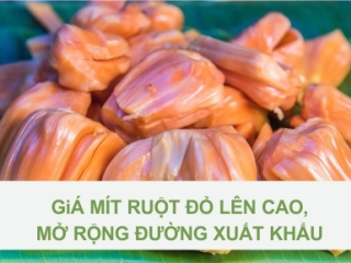 GIÁ MÍT RUỘT ĐỎ LÊN CAO, MỞ RỘNG ĐƯỜNG XUẤT KHẨU