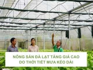 NÔNG SẢN ĐÀ LẠT TĂNG GIÁ CAO DO THỜI TIẾT MƯA KÉO DÀI