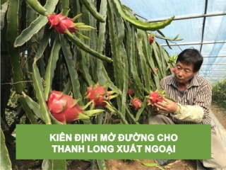 KIÊN ĐỊNH MỞ ĐƯỜNG CHO THANH LONG XUẤT NGOẠI