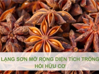 LẠNG SƠN MỞ RỘNG DIỆN TÍCH TRÔNG HỒI HỮU CƠ