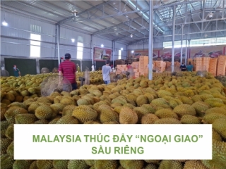 MALAYSIA THÚC ĐẨY NGOẠI GIAO SẦU RIÊNG