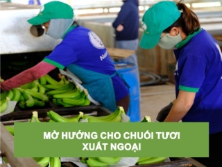 MỞ HƯỚNG CHO CHUỐI TƯƠI XUẤT NGOẠI