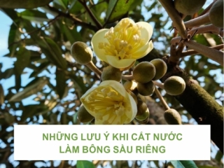 NHỮNG LƯU Ý KHI CẮT NƯỚC LÀM BÔNG SẦU RIÊNG