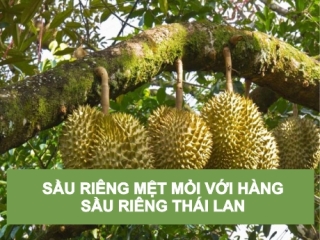 SẦU RIÊNG MỆT MỎI VỚI HÀNG  SẦU RIÊNG THÁI LAN  