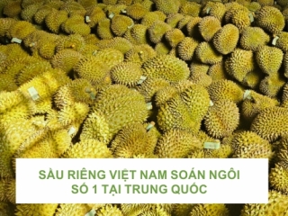 SẦU RIÊNG VIỆT NAM SOÁN NGÔI SỐ 1 TẠI TRUNG QUỐC