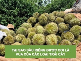 TẠI SAO SẦU RIÊNG ĐƯỢC COI LÀ VUA CỦA CÁC LOẠI TRÁI CÂY