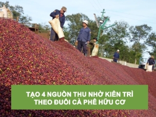 TẠO 4 NGUỒN THU NHỜ KIÊN TRÌ THEO ĐUỔI CÀ PHÊ HỮU CƠ