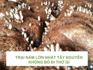 TRẠI NẤM LỚN NHẤT TÂY NGUYÊN KHÔNG BỎ ĐI THỨ GÌ