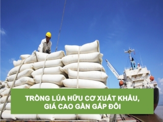 TRỒNG LÚA HỮU CƠ XUẤT KHẨU, GIÁ CAO GẦN GẤP ĐÔI