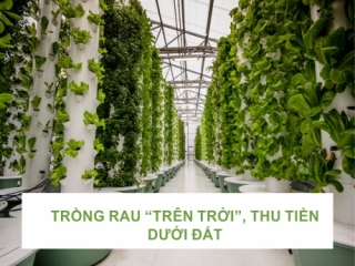 TRỒNG RAU "TRÊN  TRỜI", THU TIỀN DƯỚI ĐẤT
