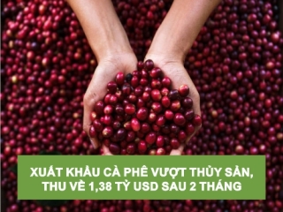 XUẤT KHẨU CÀ PHÊ VƯỢT THỦY SẢN, THU VỀ 1,38 TỶ USD SAU 2 THÁNG