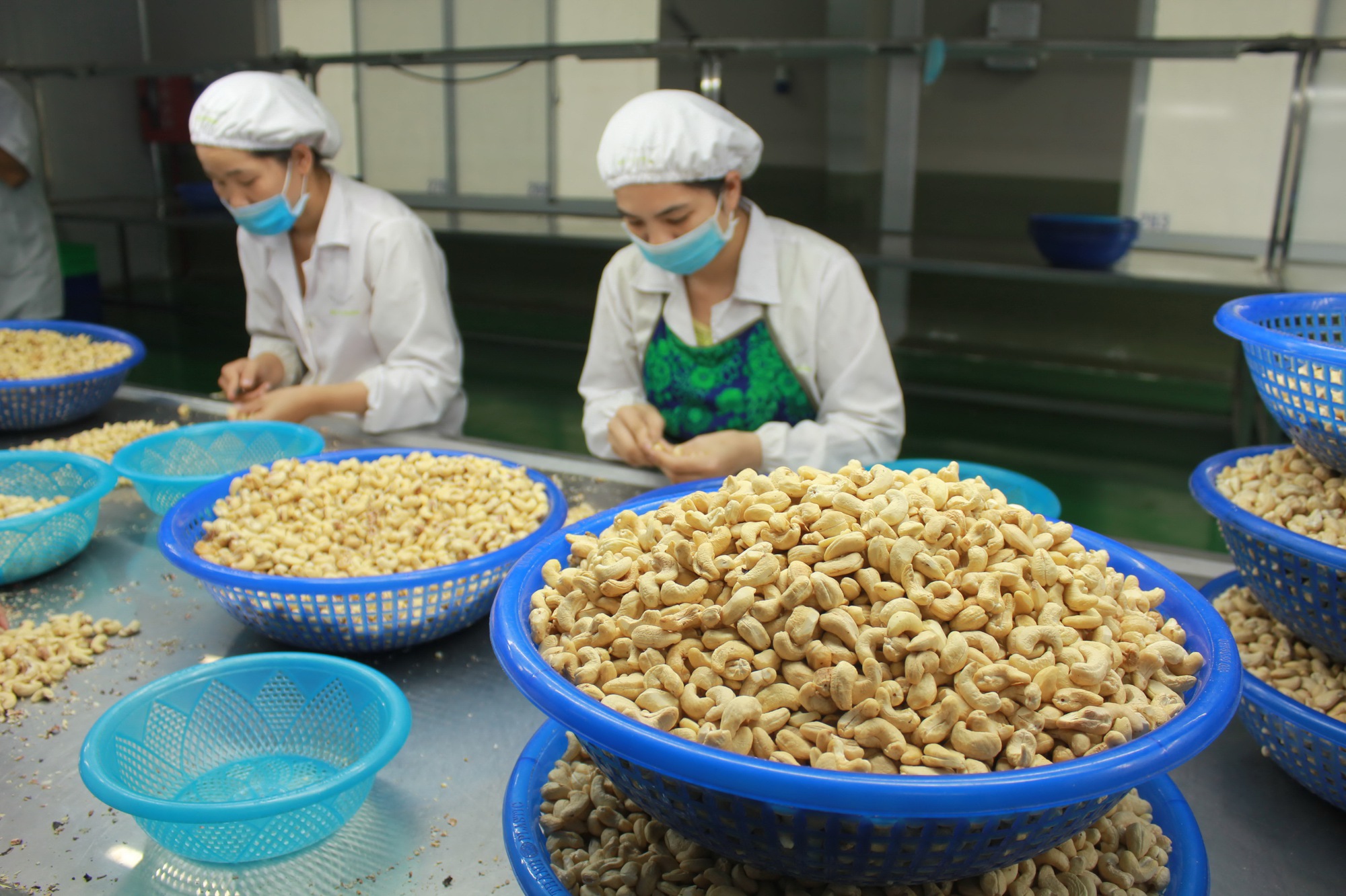 Chế biến hạt điều để xuất khẩu