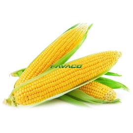 NGÔ 